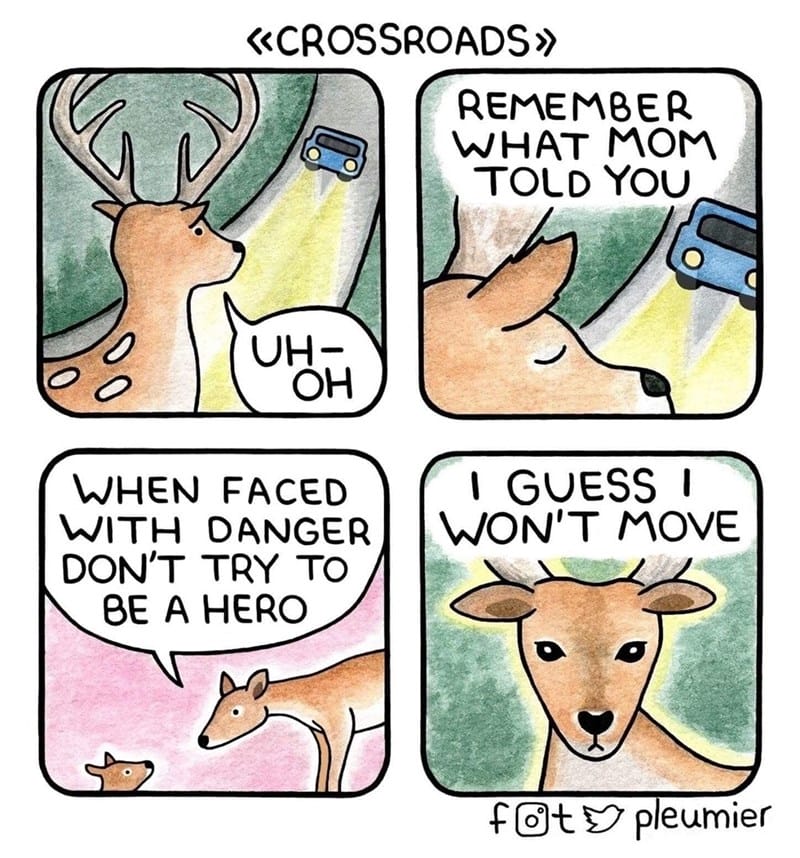 18-4 20 Animal Pleumier Comics: by a Montreal-Based Biologist That Will Make Your Mood