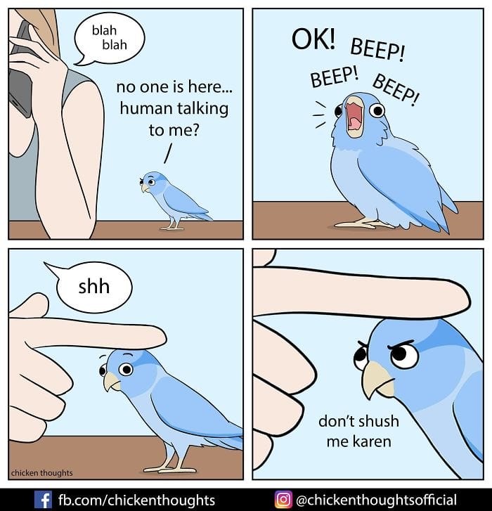 18-48 15+ Times Chicken Thoughts Makes Hilarious Comics About Birds That will Surely Make Your Day