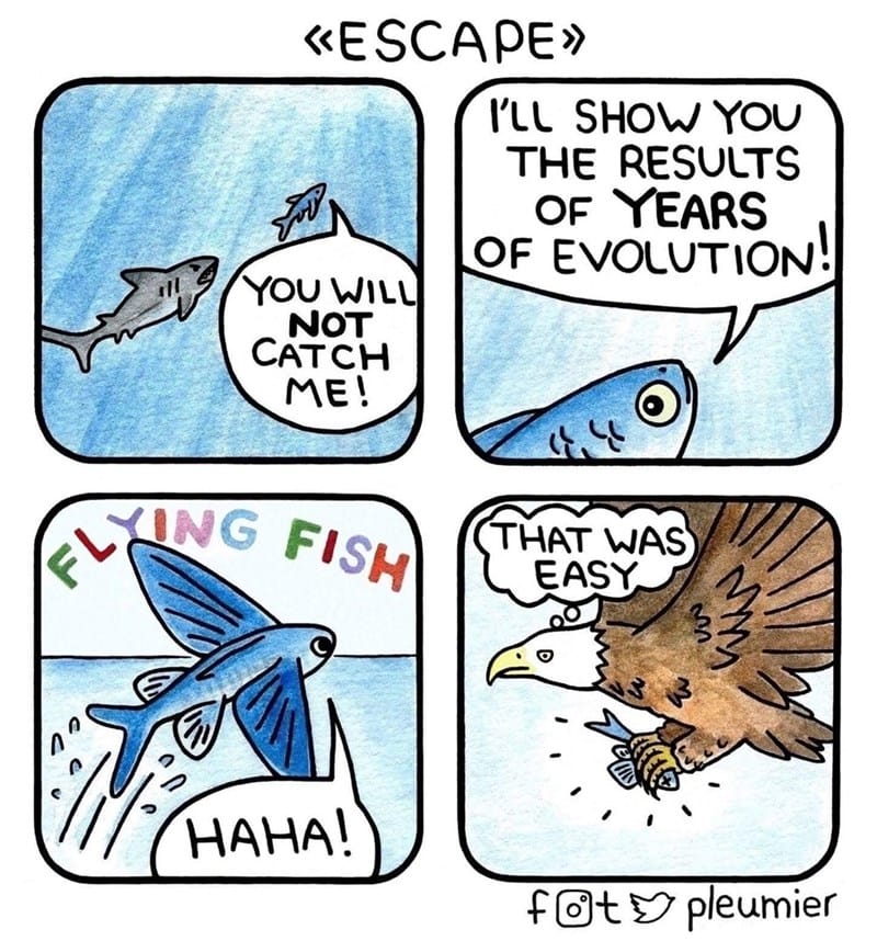 19-4 20 Animal Pleumier Comics: by a Montreal-Based Biologist That Will Make Your Mood