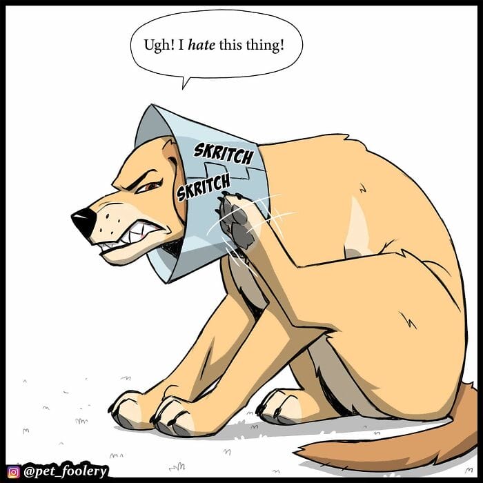 67 5 Best Pixie And Brutus Comics Never Fails to Amuse Fans With Heartwarming Stories