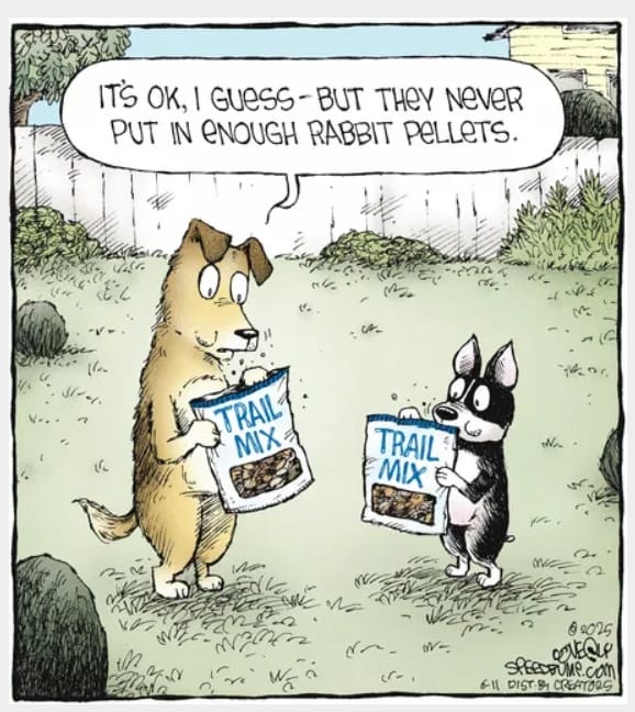 12-26 20 New Funny Cartoons That Perfectly Capture Everyday Struggles