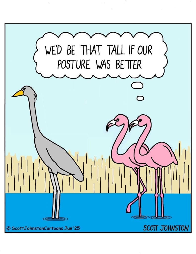 Best Humor Comics