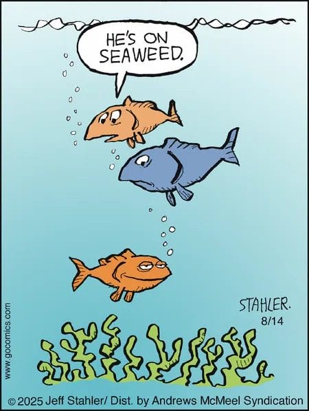 New humor comics